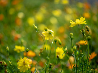 Obraz premium Yellow flower in the nature,select focus.