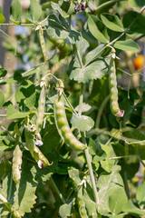 Fototapeta na wymiar Fresh Beans in the Garden