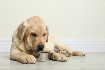 Cute yellow labrador retriever puppy with feeding bowl on floor indoors. Space for text