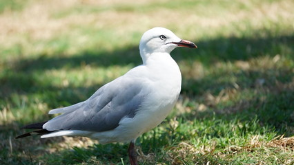 Obraz premium カモメ