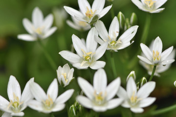 white flowers of a perennial Ornithogalum plant on a background of green grass in the garden