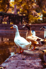 ducks at the pond