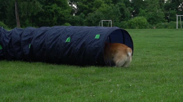 A dog runs in a tunnel during training