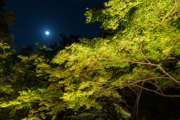 夜の日本庭園
