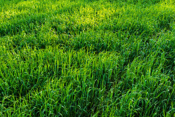 Green rye field