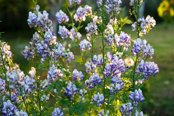 white and purple flowers on green foliage background