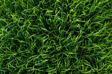 Green shoots of rye, photo from above
