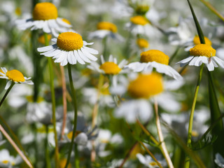 macro shot of a chamomiles