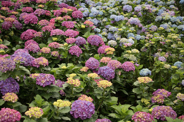 Obraz premium Hydrangeas (Hydrangea macrophylla) or Hortensia flowers blossom in Yangming Mountain, Taiwan.