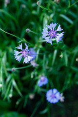 Small blue flowers on green foliage background