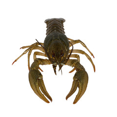 raw crayfish isolated on white background