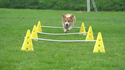 funny dog and agility, slow motion