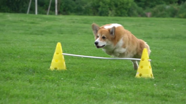 funny dog and agility, slow motion