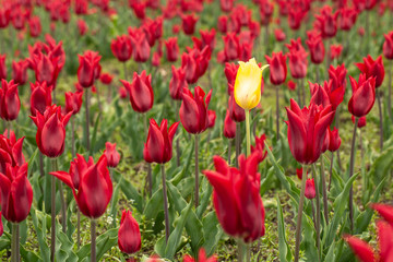 Single Yellow Tulip in Field of Red