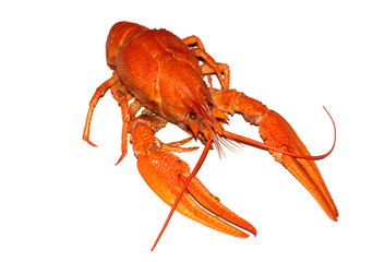 boiled crayfish isolated on white background