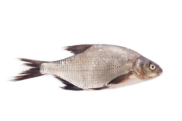 bream isolated