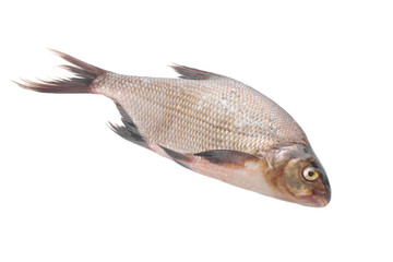 bream isolated