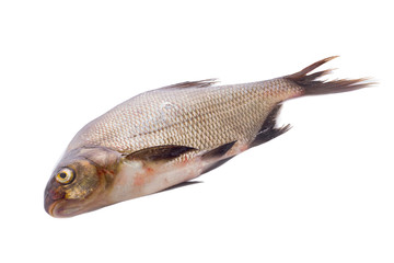 bream isolated