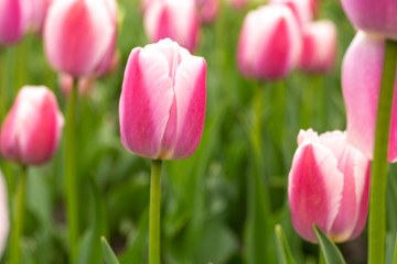 Fototapeta premium Beautiful Garden of Pink and White Tulips