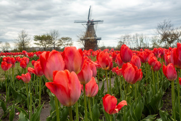 Red Spring Tulip Flowers and Windmill in Michigan