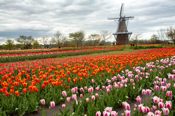 Many Tulips and Windmill in Holland Michigan