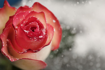 Beautiful rose with snow on blurred background, closeup. Space for text