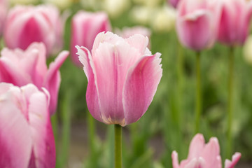 Pink and White Tulip Flowers in Garden in Michigan