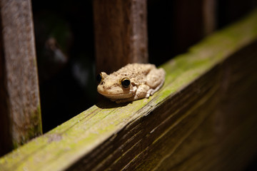 Frog on Fence