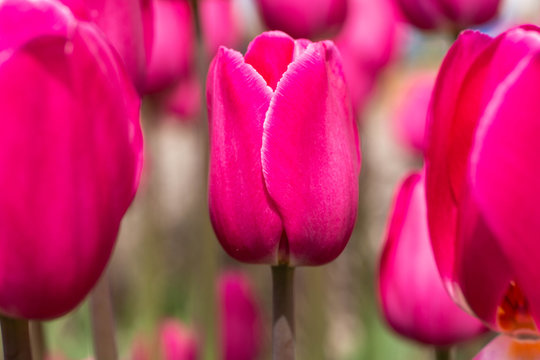 Pink Tulips in Garden in Holland Michigan