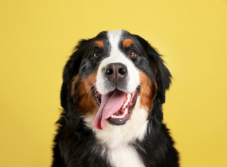 Funny Bernese mountain dog on color background