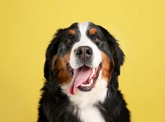 Foto op Plexiglas Funny Bernese mountain dog on color background © New Africa