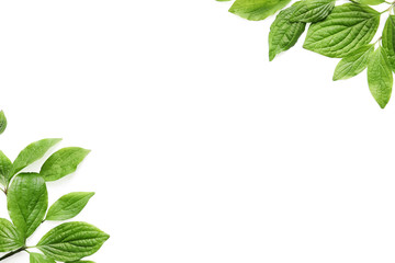 Beautiful spring green leaves on white background, top view. Space for text