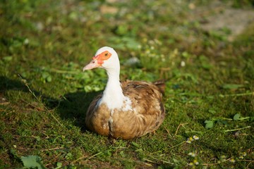 Animals many birds household ducks.