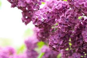 Obraz premium Beautiful blossoming lilac flowers on blurred background, closeup. Space for text