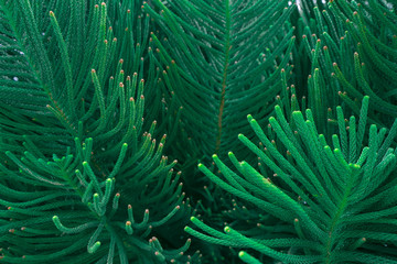The abstract nature fresh green background tropical leaves, the leaf of a pine tree.