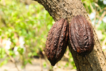 Closeup view of cocoa tree with pods