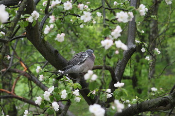 Lonely Pigeon is usual in the spring, on a tree in apple blossom.
