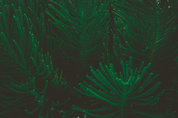 Obraz na płótnie Canvas The abstract nature dark green background tropical leaves, the leaf of a pine tree.