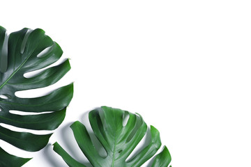 Green fresh monstera leaves on white background, top view. Tropical plant