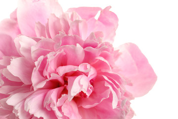 Fragrant peony on white background, closeup view. Beautiful spring flower