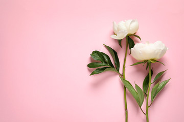 Fototapeta premium Fragrant peonies on color background, top view with space for text. Beautiful spring flowers