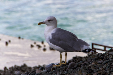 seagull on beach