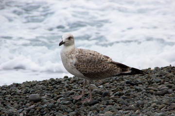seagull on the beach