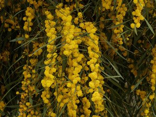 Feuillage et inflorescences globuleuses du mimosa ou acacia doré (Acacia pycnantha)