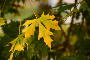 yellow maple leaves in autumn