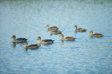 Animals birds wild ducks on the water surface.