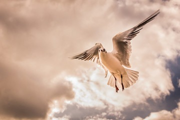 Bird flying majestically