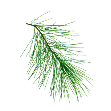 branch of cedar isolated on white background