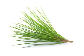 branch of cedar isolated on white background