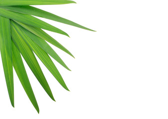 Fototapeta premium leaves of coconut isolated on white